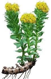 rhodiola