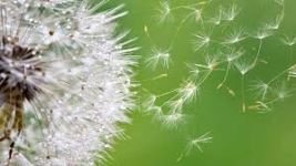 allergies saisonnières