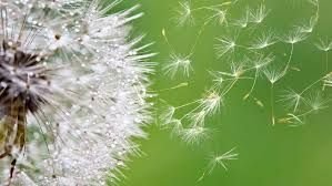 allergies saisonnières